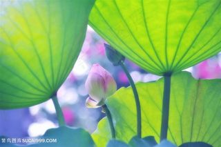唯美荷叶莲蓬鲜花图片