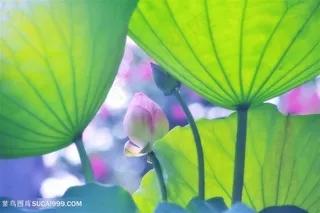 唯美荷叶莲蓬鲜花图片