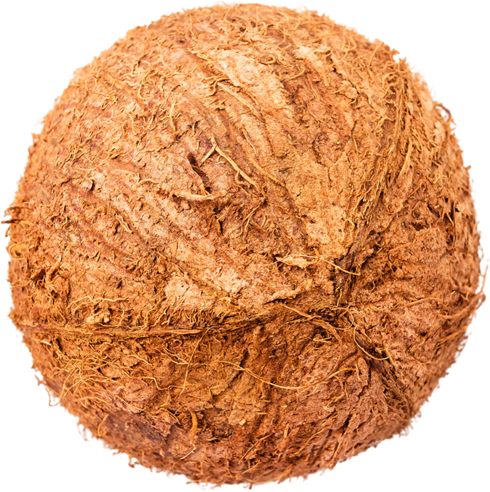 03_Coconut