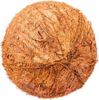03_Coconut