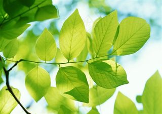 树木风景春天风景图片素材