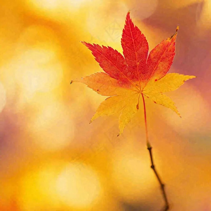 秋天秋意黄色落叶枫叶意境，秋分立秋摄影图(1024x1024)