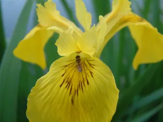鸢尾花图片下载