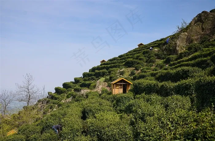 清晨茶园薄雾风景