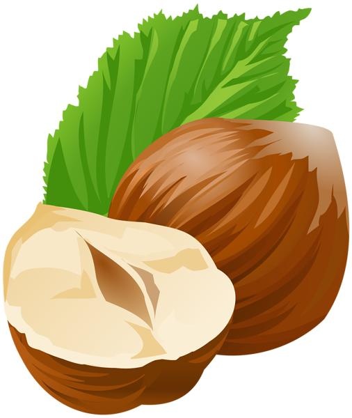 榛子 PNG免抠(506x600)