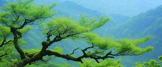 悬崖高山意境云层绿树树木特写