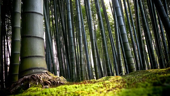 桂花飘香 桂花飘香