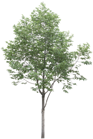 高清树木素材 免抠PSD植物素材 美术绘画园林贴图 树草灌木花草