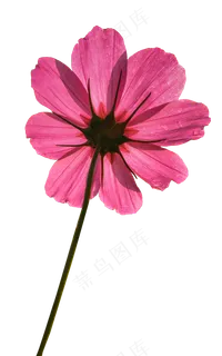 玫红色的格桑花