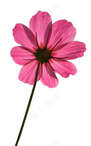 玫红色的格桑花