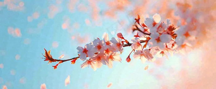 唯美粉色樱花花瓣春天浪漫梦幻蓝色，春分惊蛰摄影图(1712x704)