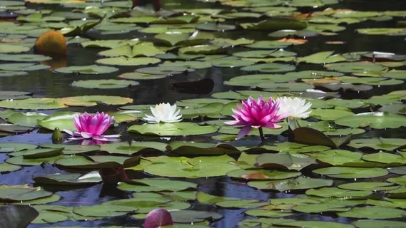 水百合, 植物, 野花, 池塘, 水生植物, 夏天, 花