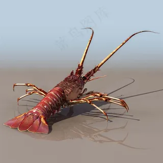 超清海洋动物龙虾 超清海洋动物龙虾