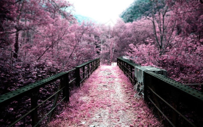 唯美桃花树粉色走道风景图片