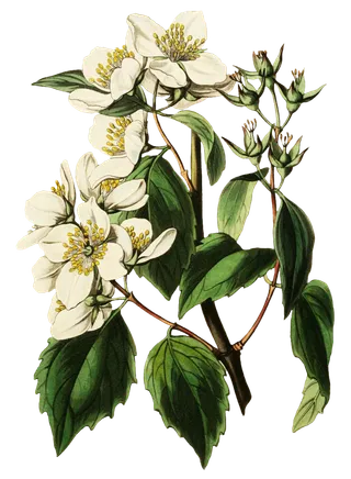 复古手绘植物花卉玫瑰花PNG免扣图案高清图片PS设计素材图