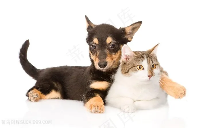 亲昵猫狗动物高清图片