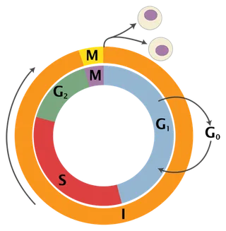 化学分子变化演示图