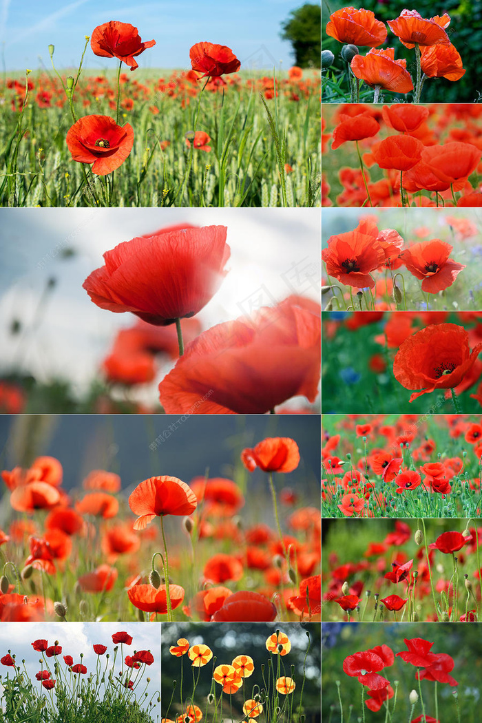 100张虞美人花图片集合