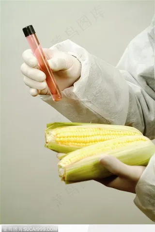 生物技术-玉米和试管