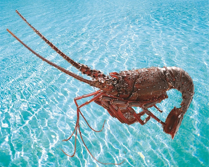 海洋背景中的大龙虾