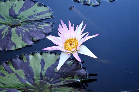 夏天池塘的荷花图片 夏天池塘的荷花图片