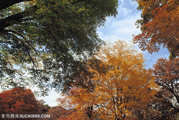 树木树叶-仰视蓝天白云下的枫树林
