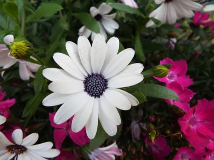 花园鲜花植物图片 花园鲜花植物图片