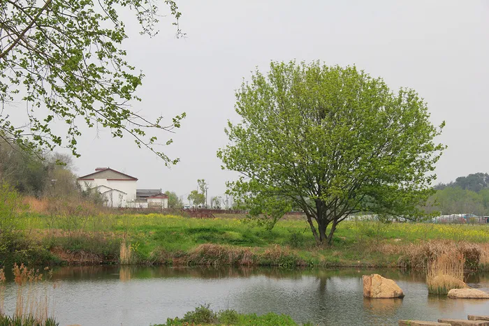 村边的小河