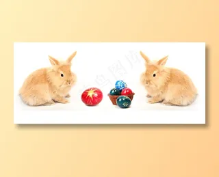 可爱小兔子图片下载