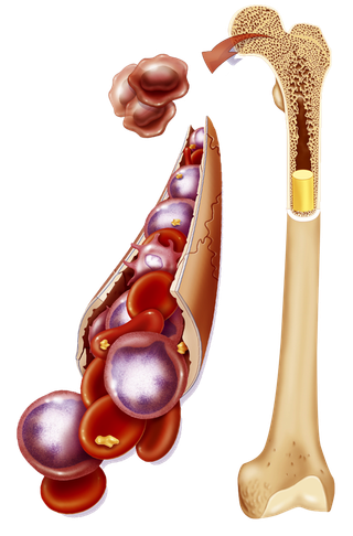 骨头内部结构骨髓