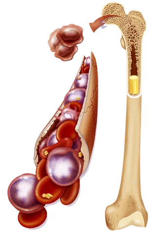 骨头内部结构骨髓