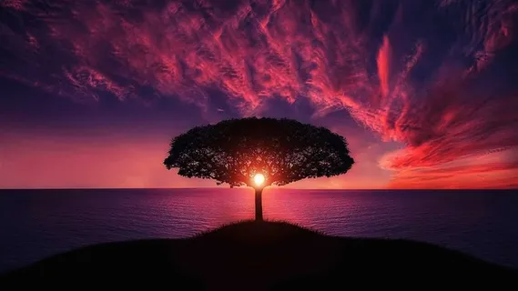 透过大树的红色夕阳风景图片