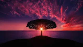 透过大树的红色夕阳风景图片