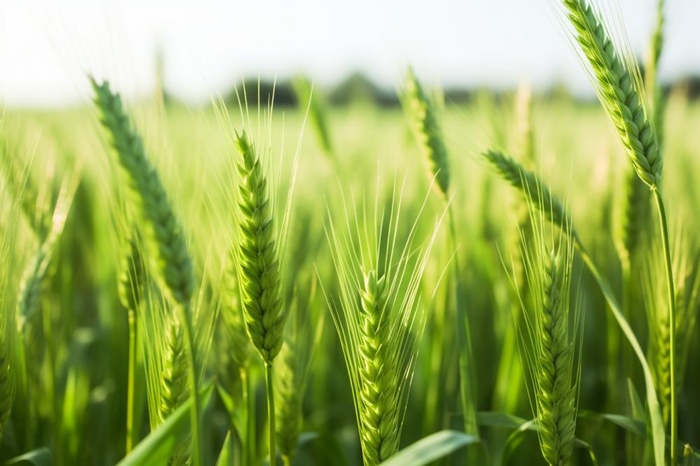 小麦麦穗稻穗摄影图素材背景