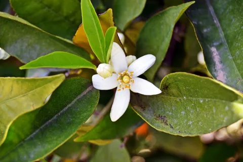 白色茉莉花图片 白色茉莉花图片