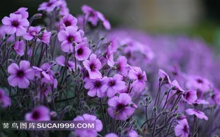 野外盛开的紫色小花鲜花图片