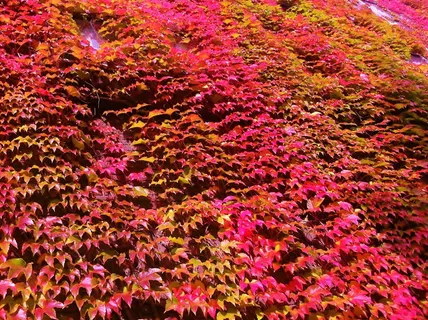 红色爬山虎图片 红色爬山虎图片