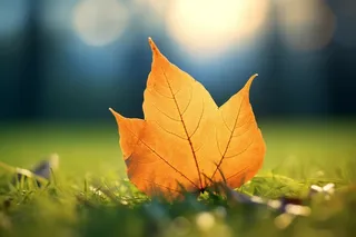 秋天黄色落叶掉落在草坪上摄影图