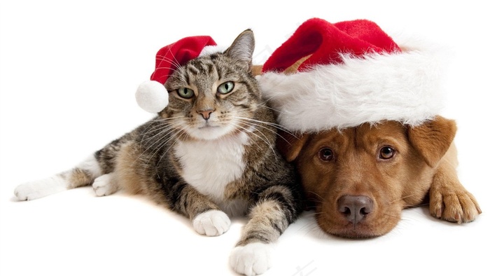 亲密的猫和狗高清素材图片