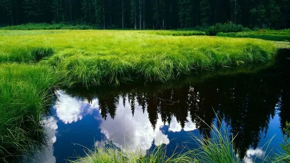 风景画 绿地风景 自然风景画 花树 风景画 绿地风景 自然风景画 花树