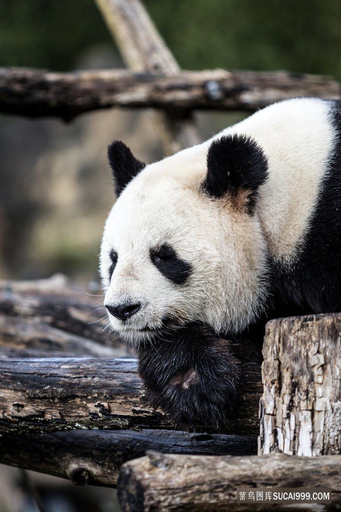 高清户外大熊猫图片