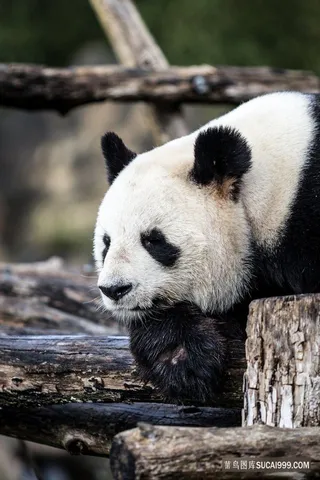 高清户外大熊猫图片