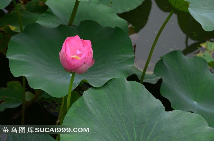 绽放的粉色荷花