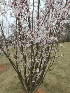 樱花照高清风景图