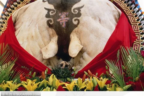 祈福祭祀用的猪