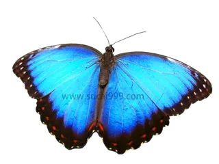 漂亮的蓝色蝴蝶