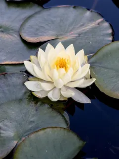 洁净的白睡莲 洁净的白睡莲