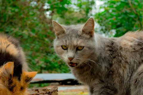 凶狠小猫图片 凶狠小猫图片