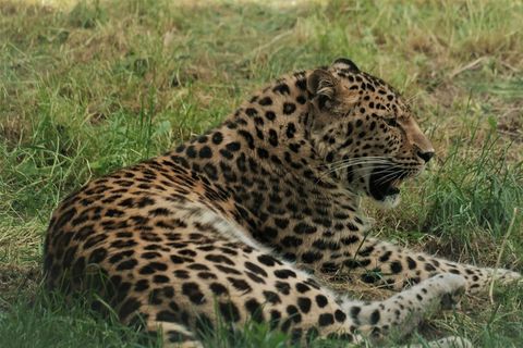 野生猎豹摄影图片