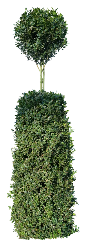 高清树木素材 免抠PSD植物素材 美术绘画园林贴图 树草灌木花草